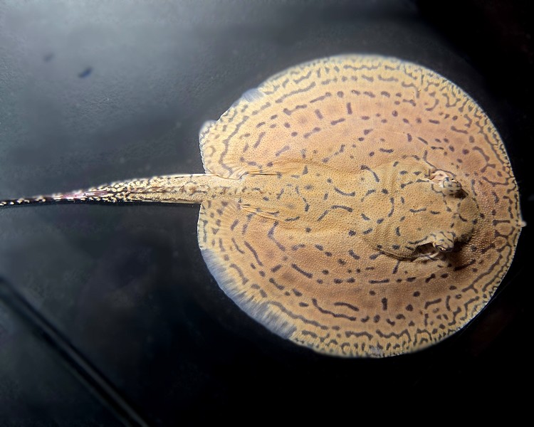 Pearl Stingray ~ 12cm Dia